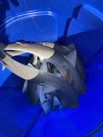 Nags Head Report Photo 1