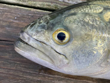 Nags Head Report Photo 2