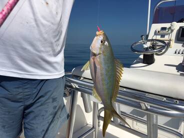 Larger than average fish on the reef today.