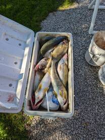 September Big Walleyes-GOTL Tournament 