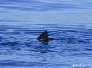 Quepos Report Photo 2