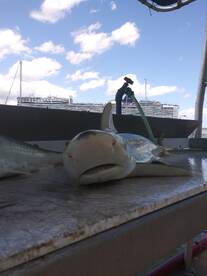 Port Canaveral Report Photo 2