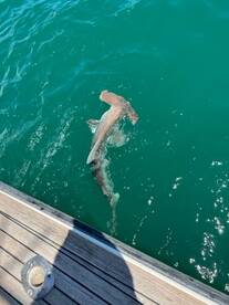 Nearshore shark bite good.