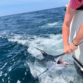 Mahi tuna and marlin