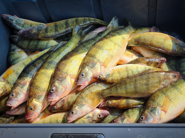 Perch & Walleye are HOT in the W/C Basin