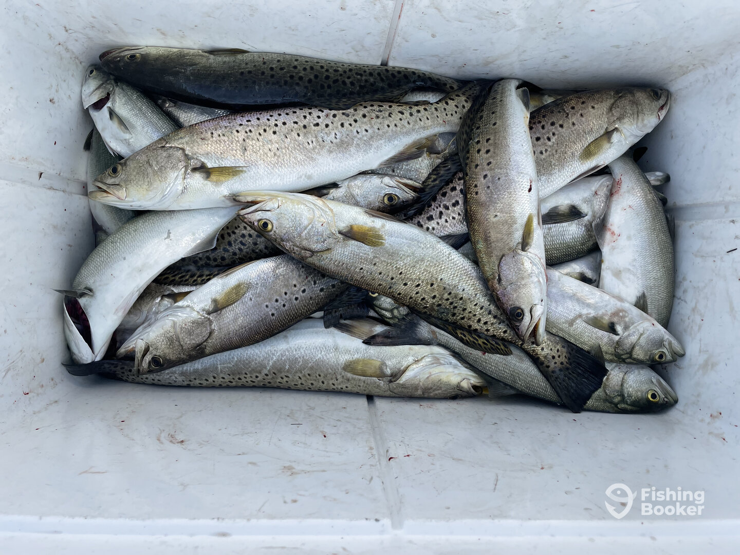 Nags Head Report Photo 0