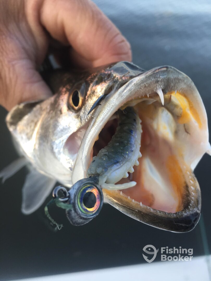 Mount Pleasant Report Photo 0