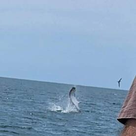 Tarpon 9/8/2022