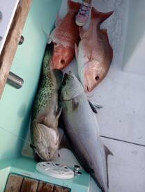 Destin Report Photo 1