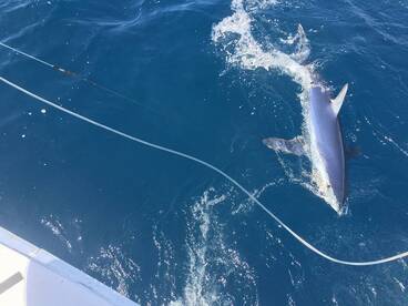 Fort Lauderdale Report Photo 1