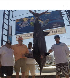 Blue marlin /black marlin and tournament