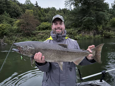 Can you tame the kings!