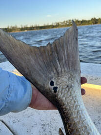 Beaufort Report Photo 1