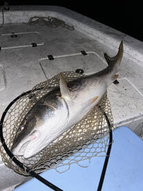 Old drum bite is on fire 