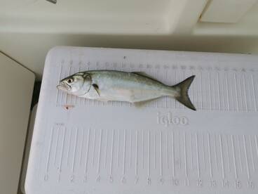 Blue fish season opener