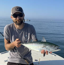 Fall albie bite ramped up