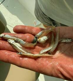 Big albies slamming surf candies