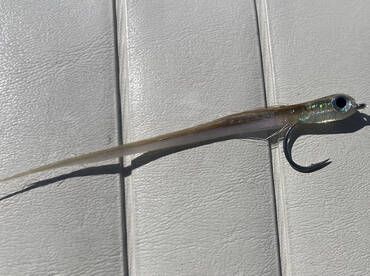 Jumbo size Allbies in shallow water