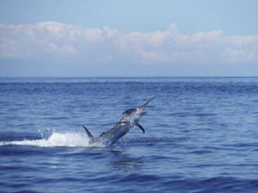 Quepos Report Photo 2