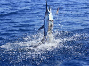 Quepos Report Photo 1