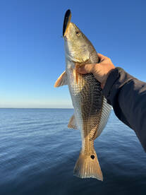 Beaufort Report Photo 1