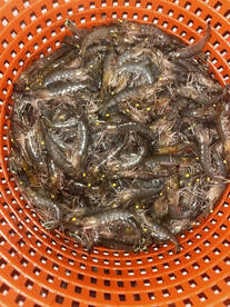 Hilton Head Island Report Photo 2