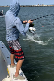 Tarpon in the Mississippi River Venice L