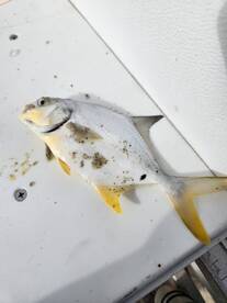 Pompano