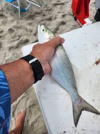 Bluefish