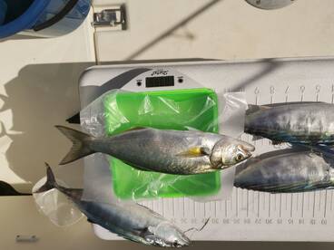 Burgas Report Photo 3