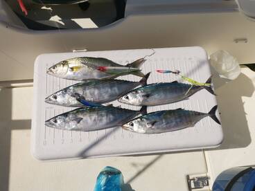 Bluefish and Bonito on trolling