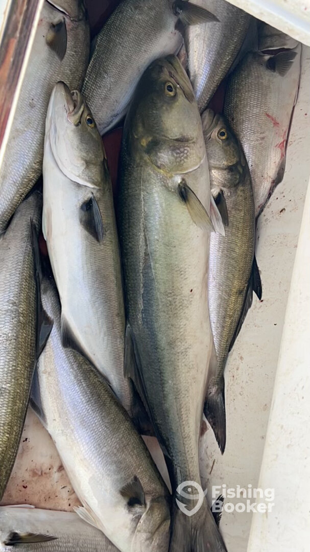 Nags Head Report Photo 0