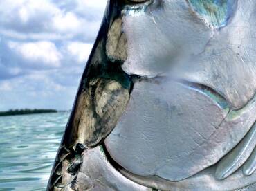 Morning Tarpon