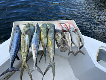Mahi, Wahoo, and Triple tail 