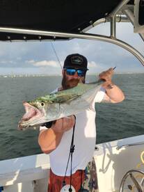 Large schools of finger mullet