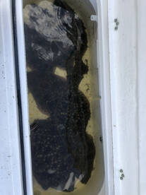 Jacksonville Report Photo 1