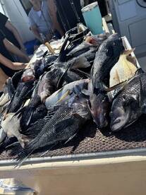 Montauk Report Photo 1