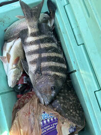Darien Report Photo 1
