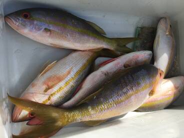 Sailfish Sailfish where are you.