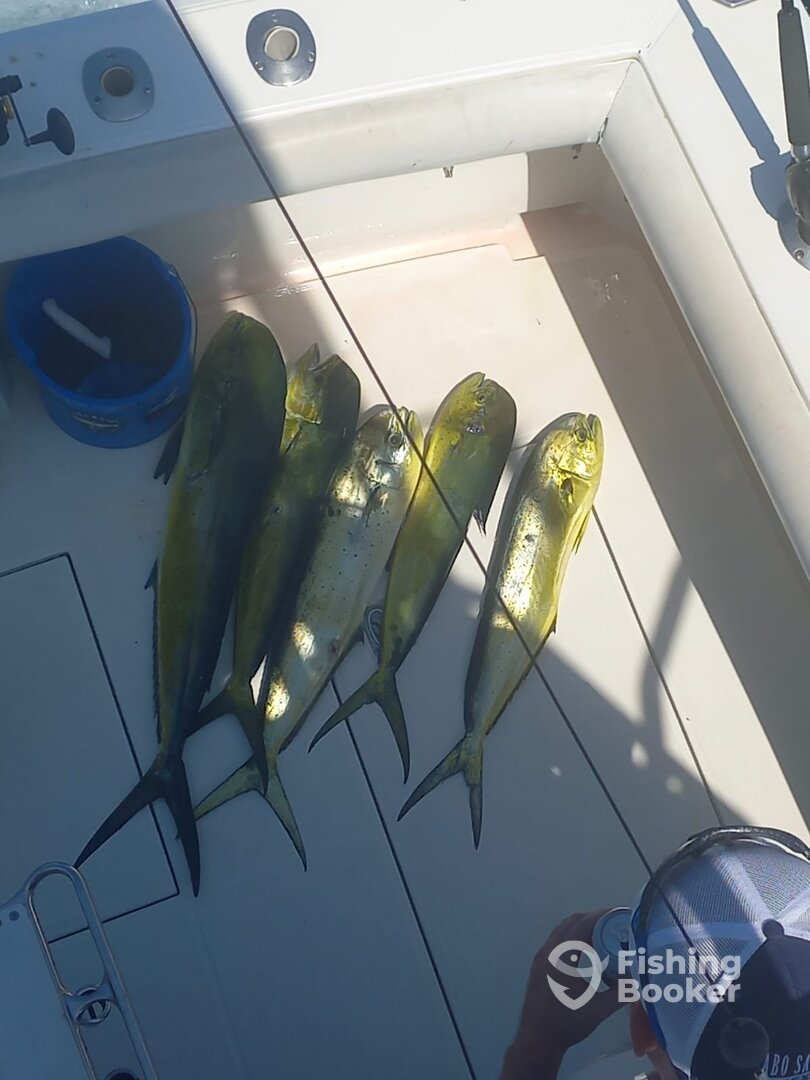 Cabo San Lucas Report Photo 0