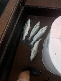 Fall topwater bite starting 