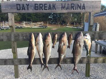 Crackalackin Amberjackin