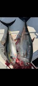 Bluefin and Yellowfin Tuna