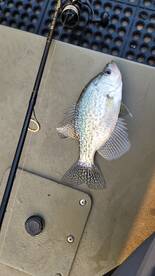 Harrison Report Photo 2