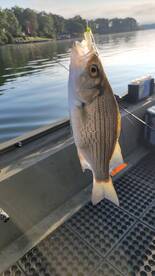 Harrison Report Photo 1