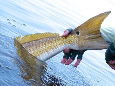 Caught several Red fish in a 6hr trip!