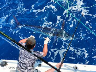 San Jose del Cabo Report Photo 2