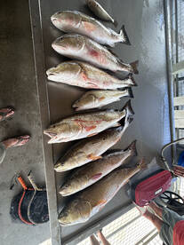 Matagorda Report Photo 2
