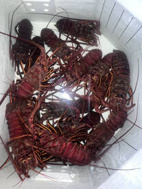 Lobster season is open! Lets go!