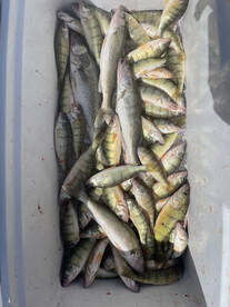 Perch fishing has been on fire walleye h